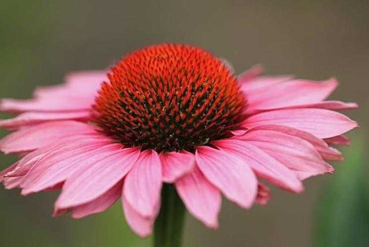 Lass die Blumen blühen!