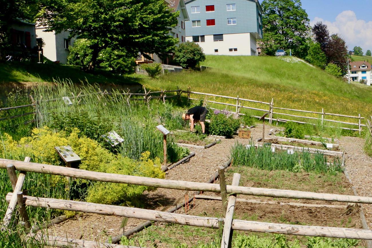 Ohne Chemie im Zwingli-Garten: Unkrautrupfen wie im Spätmittelalter