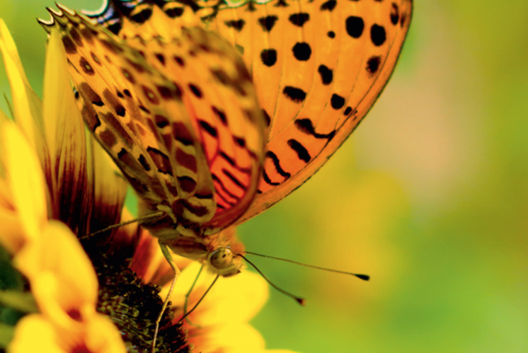 Poster mit Dankgebet