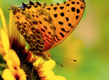 Poster mit Dankgebet