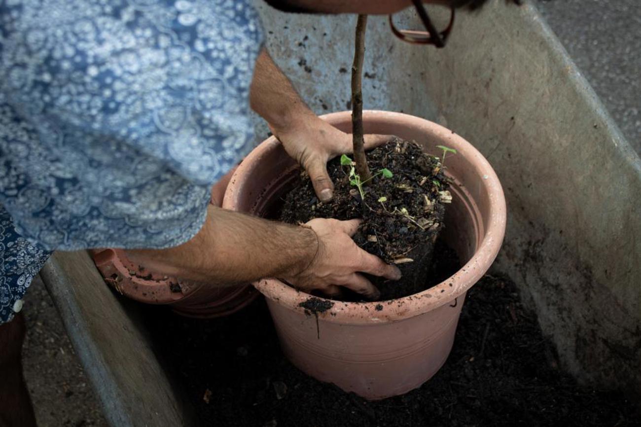 Die Birnbäume werden gerade umgetopft.