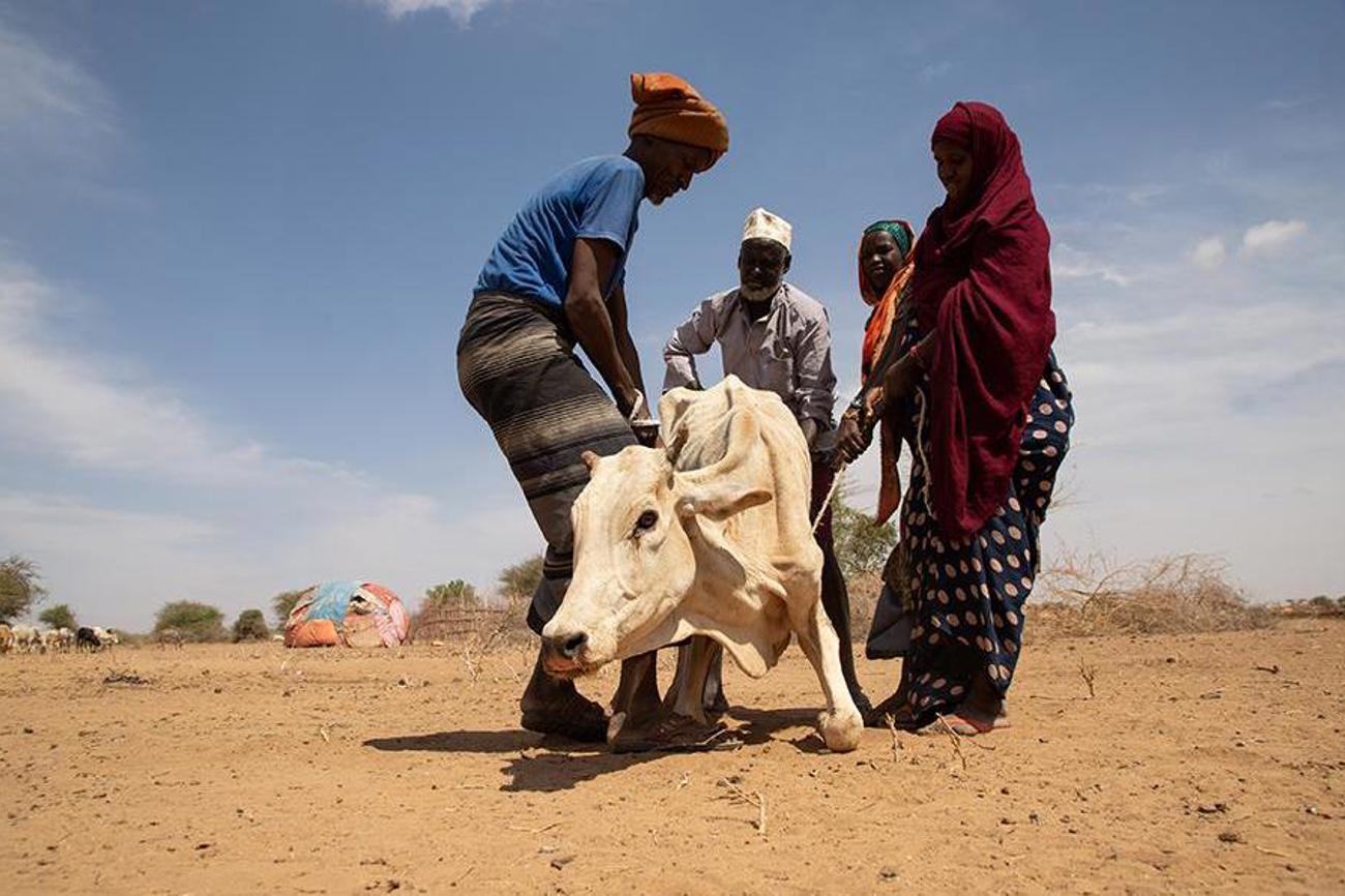 Grosse Leiden für Menschen und Tiere: In Äthiopien herrscht zurzeit eine ausserordentliche Dürrekatastrophe. | Heks