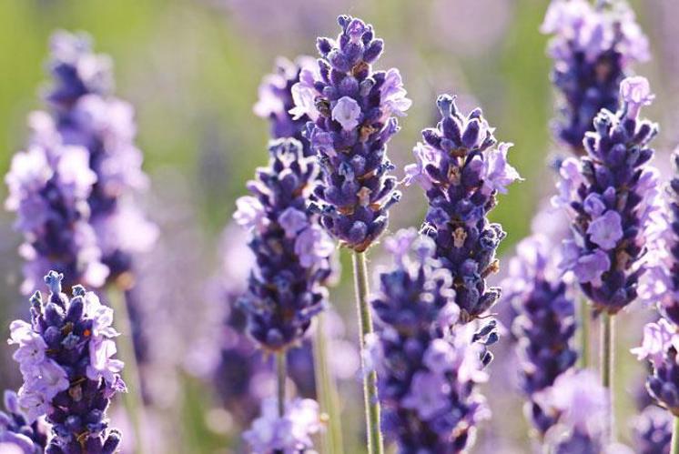 «Blumendüfte fördern die Bereitschaft zuzuhören»