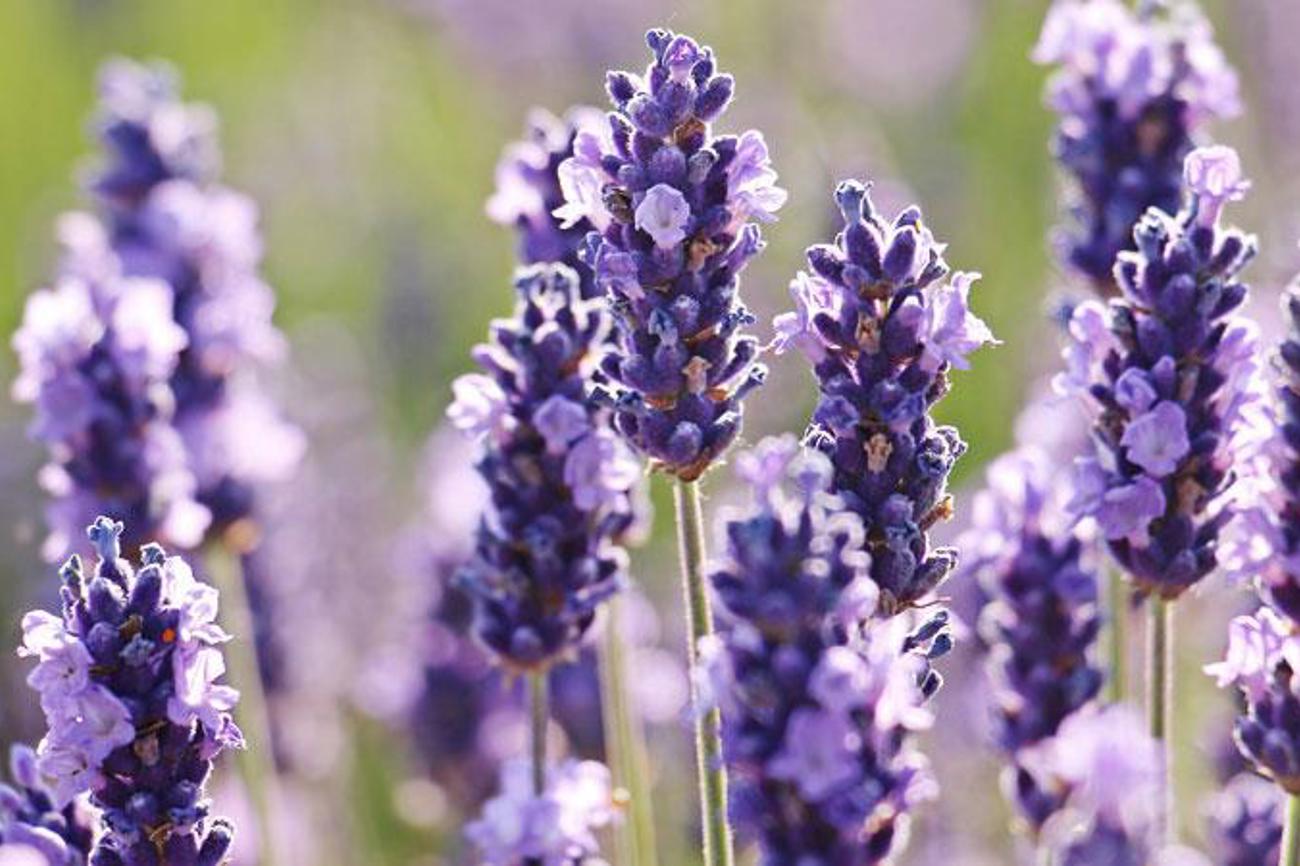 Lavendel beruhigt und öffnet das Herz – Duftexperte Beat Grossenbacher würde diese Note in Kirchenräumen einsetzen. | pixabay.com/pixel2013)