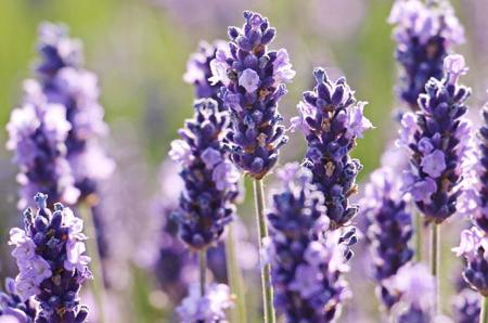 «Blumendüfte fördern die Bereitschaft zuzuhören»