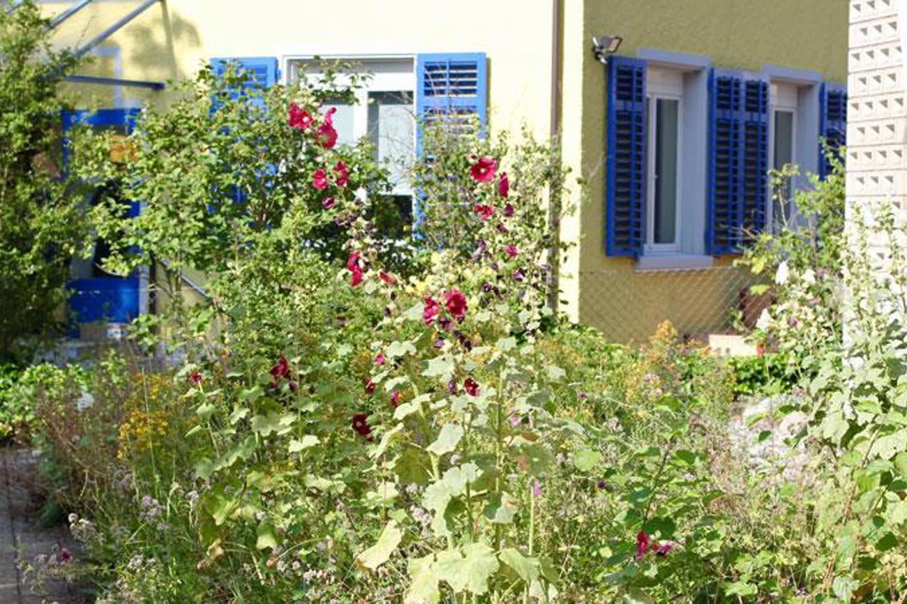 Wildbeet: Lebensraum für bedrohte Blumen und Insekten.