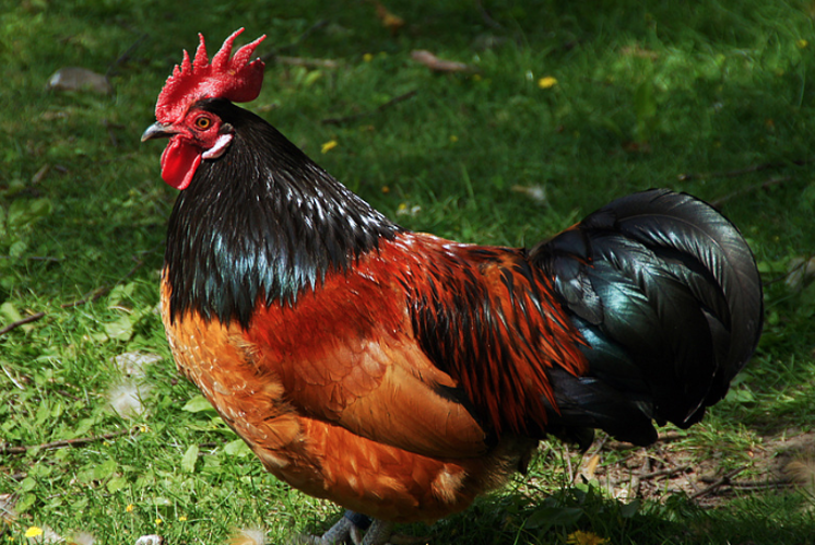 Oster Güggeli basteln