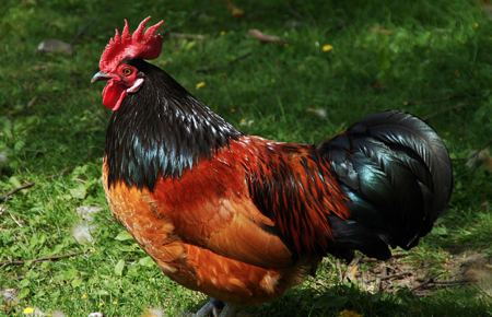 Oster Güggeli basteln