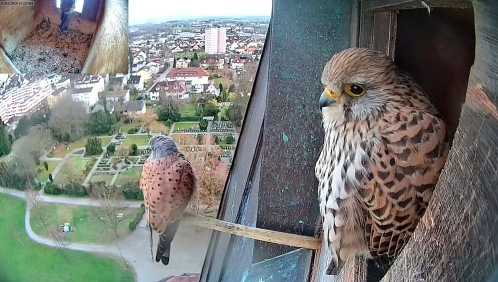 Im März treffen die Turmfalken jeweils beim Nistkasten im Romanshorner Kirchturm ein. Das Männchen ist am grauen, das Weibchen am braunen Kopf erkennbar. | Foto: zvg