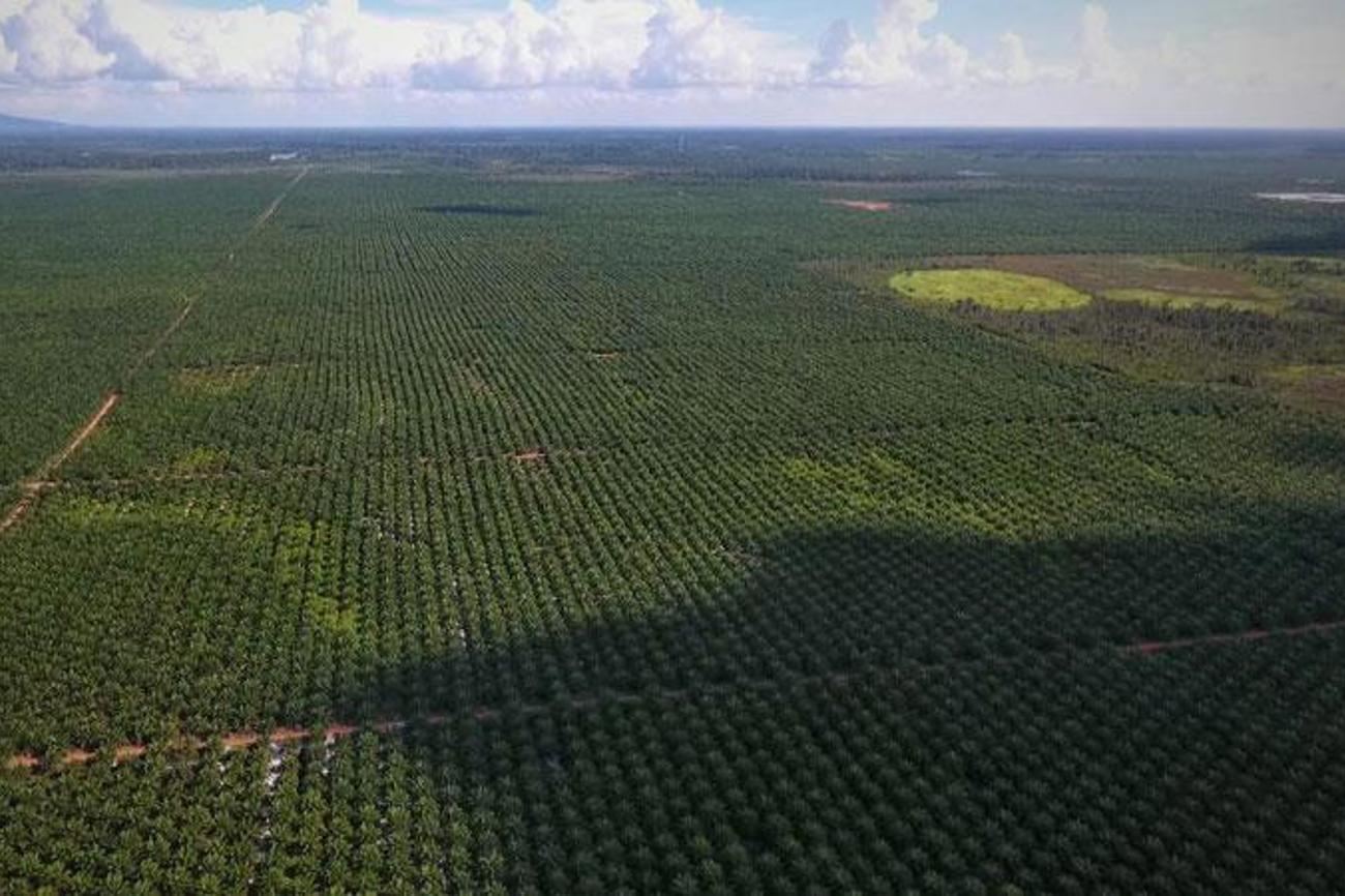 Das rasante Wachstum der Palmölindustrie in Kalimantan bedroht die ansässige Bevölkerung, die Tierwelt und die Umwelt. Ständig werden neue Plantagen angelegt. | ©Brot für alle/François de Sury