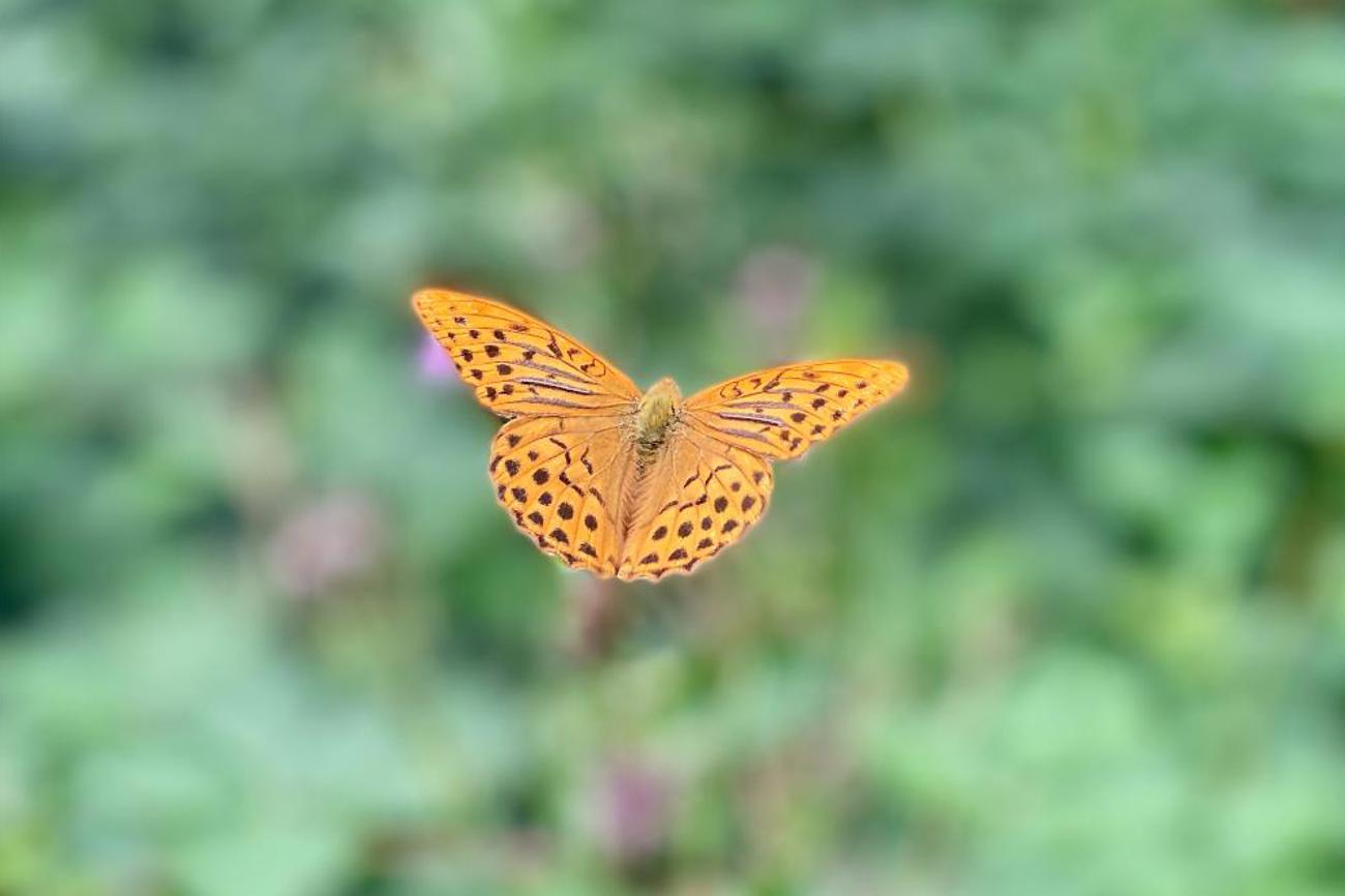 Bunte Schmetterlinge begleiten den Erinnerungsweg mit ihren tanzenden Flügen.