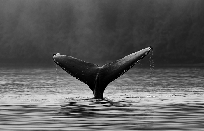 «Der Unterschied vom Mensch zum Tier wird kleiner»