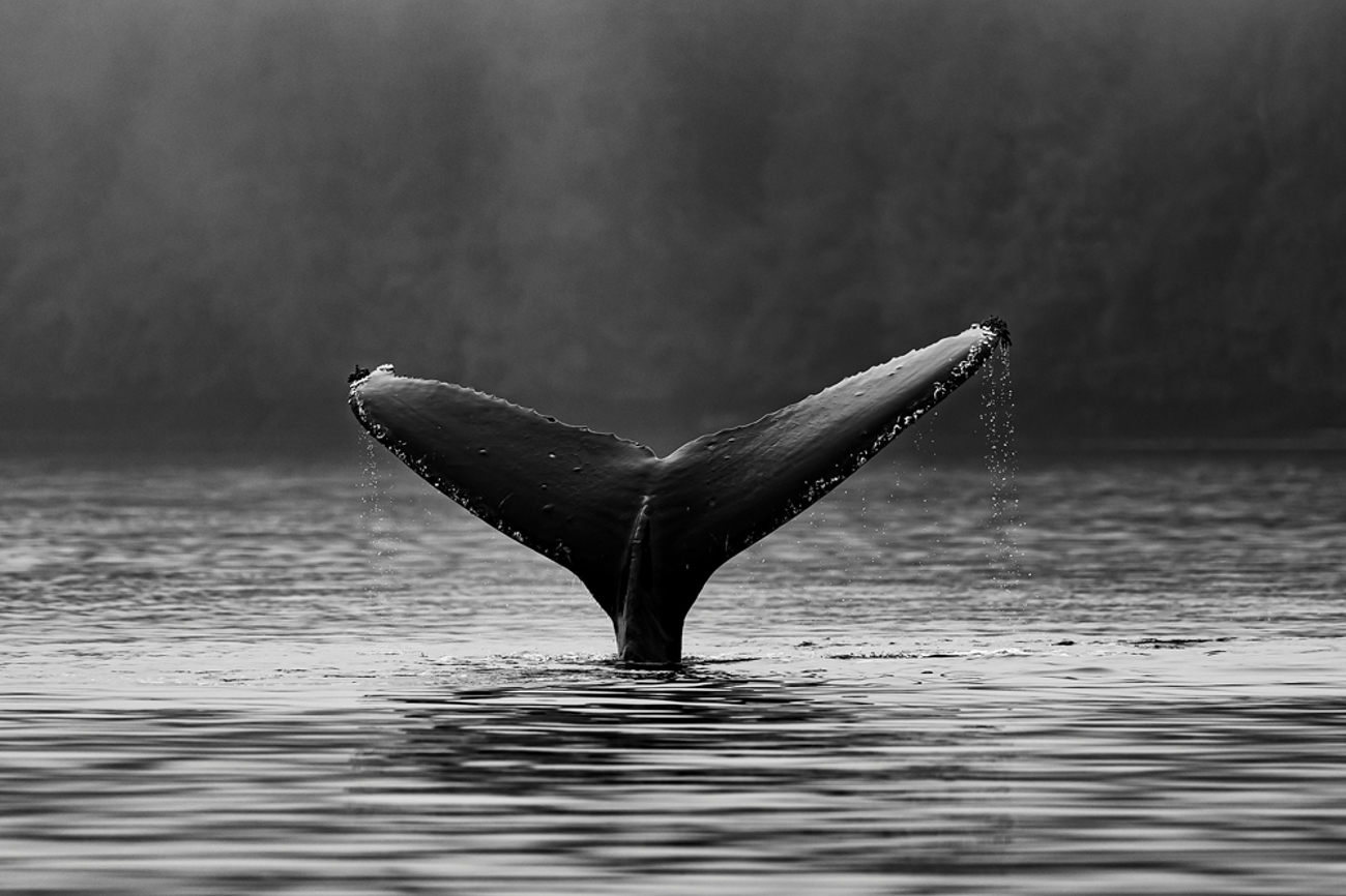 Geht Timmy unter wegen zu wenig Wasser – oder schafft er es doch noch? Die Schwanzflosse eines tieferes Wasser geniessenden Buckelwales in Kanada. | Foto: Thomas Lipke/unsplash.com