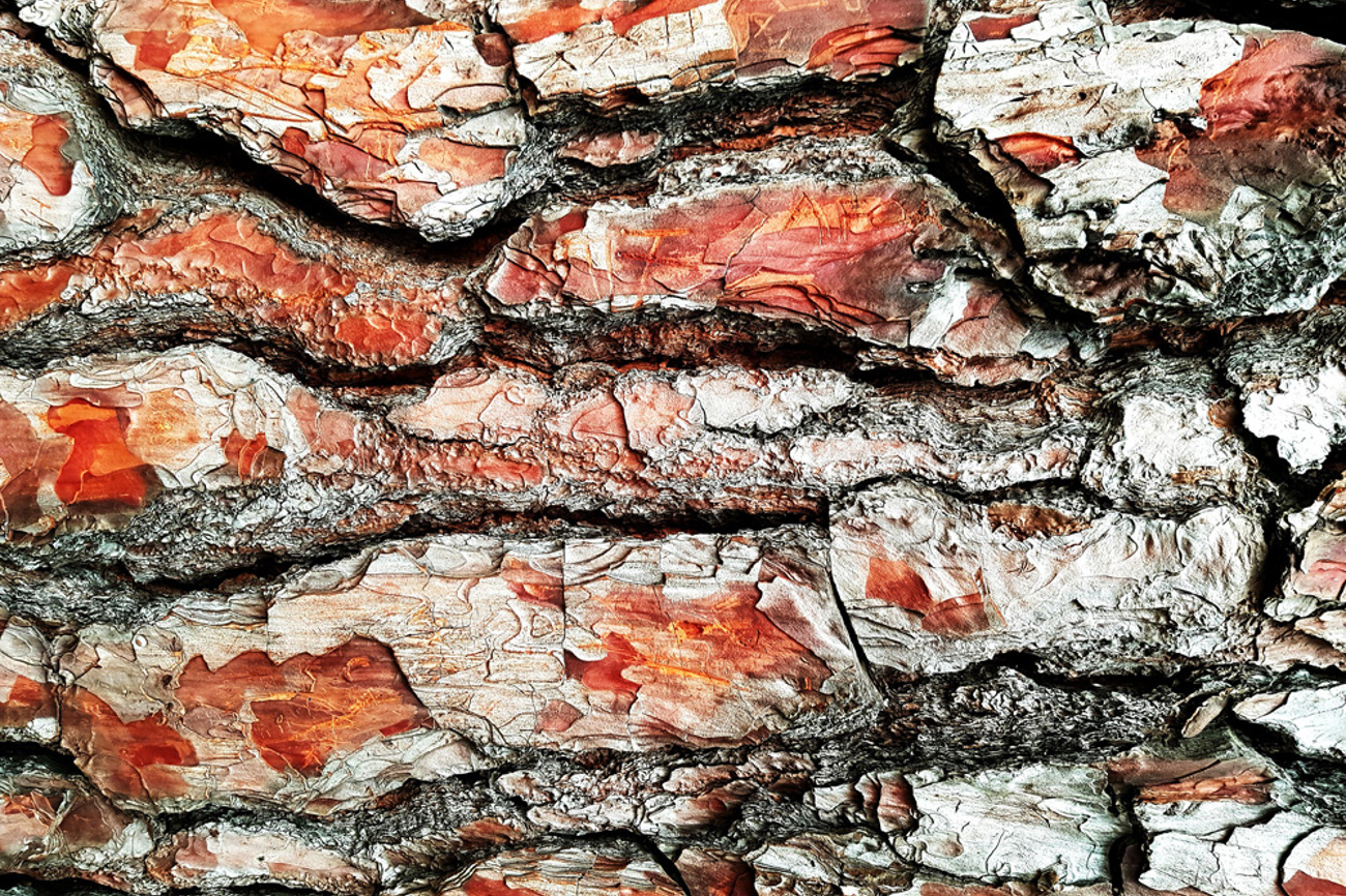 «Haben Sie schon mal mit einer Lupe in die Rinde einer Kiefer geblickt? Unglaublich, was sich da an Tiefenschichten auftut!», sagt der Pfarrer und Outdoorguide Uwe Habenicht. | Foto: Jim Carroll/Unsplash