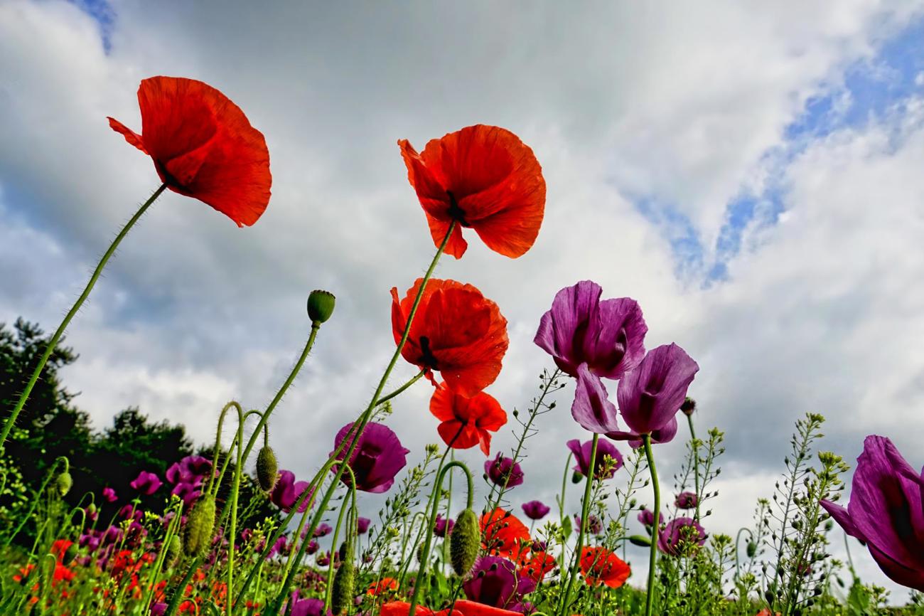 Der Schlafmohn zählt zu den ältesten Heilpflanzen – und ist 2021 die «Giftpflanze des Jahres».
Bild: pixabay.com