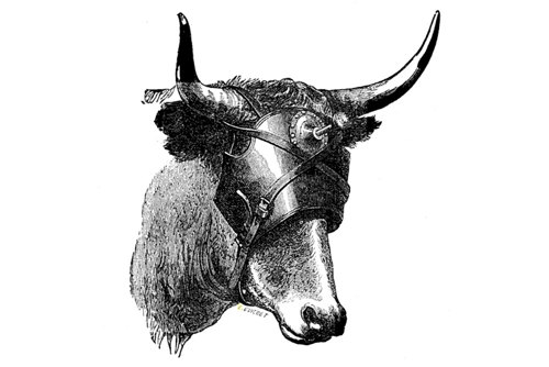 Zeichnerische Darstellung eines Rinderkopfs mit Maske. In der Mitte der Stirn ragt der Stichbolzen aus der Maske.
