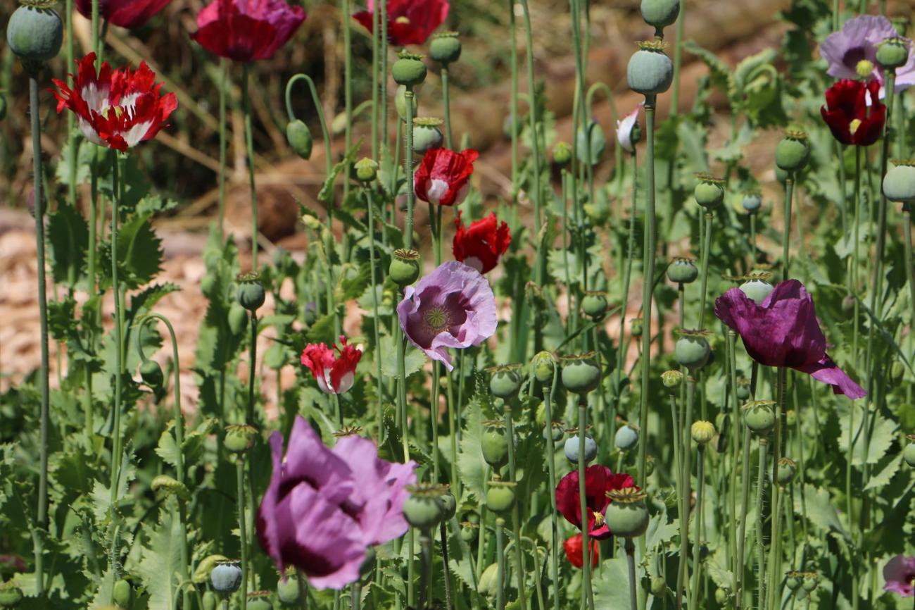Aus der mittelalterlichen Hausapotheke: Blühender Mohn