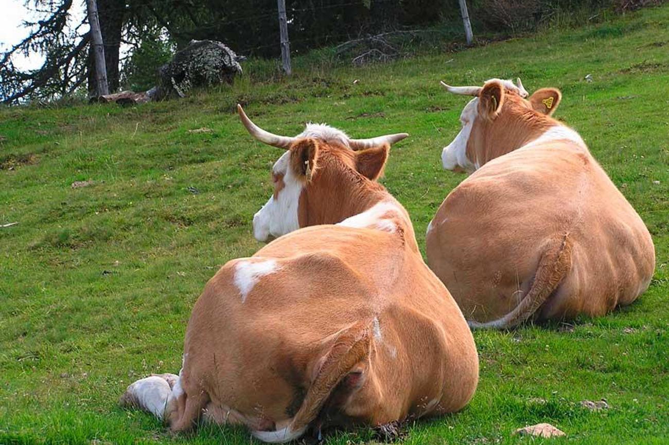 Sorge zur Natur heisst: Die göttliche Schöpfung mehr zu respek­tieren. (Bild: pixabay)