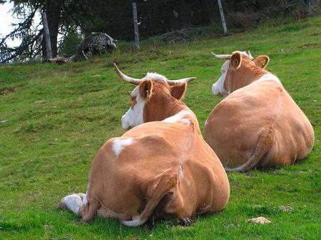 Was ich zu sagen hätte