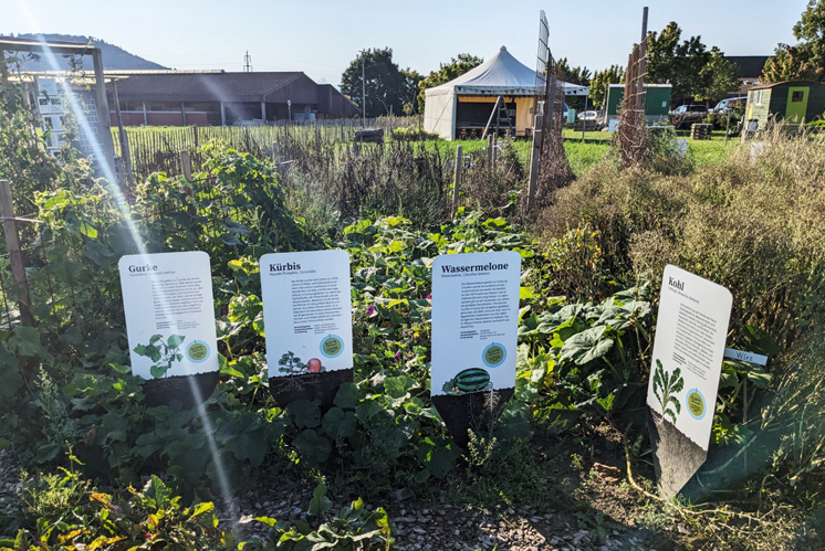 Ackerpflanzen der Welt auf einem Drittel-Fussballfeld