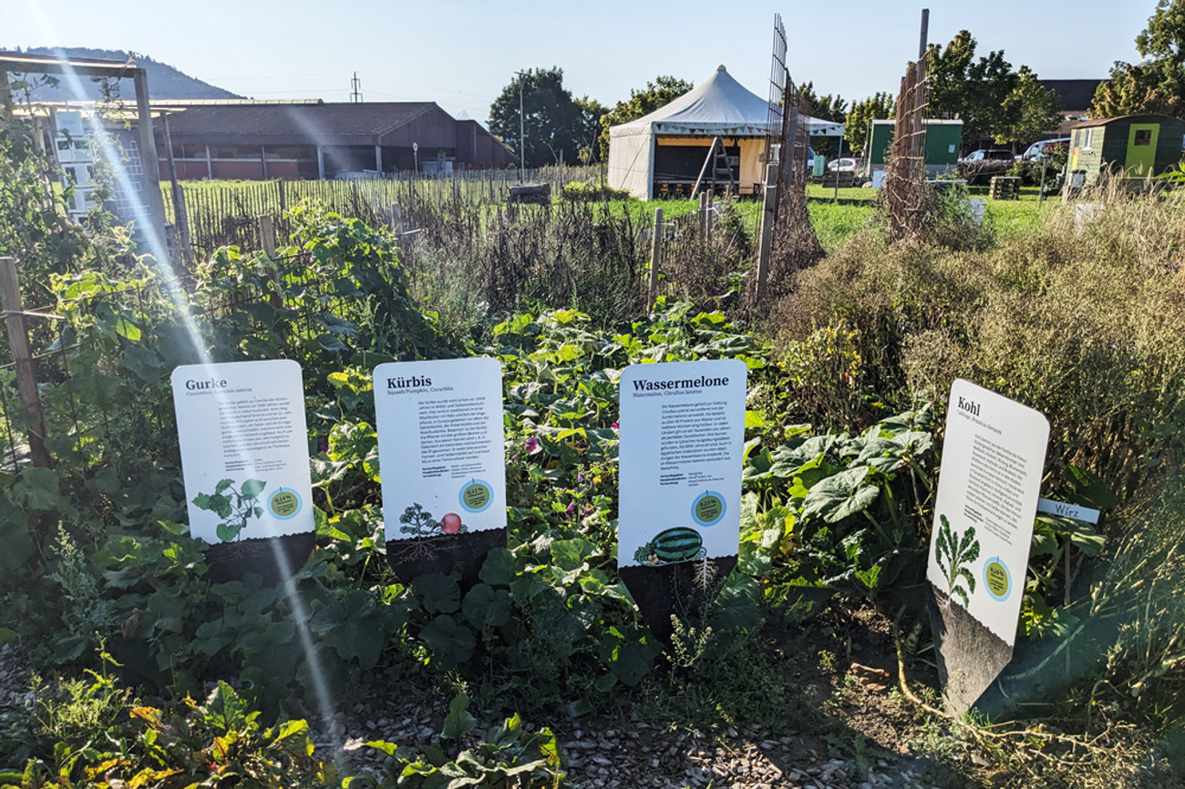 Das Gemüse macht nur einen überraschend winzigen Anteil der Ackerfläche aus. | Foto: Marius Schären