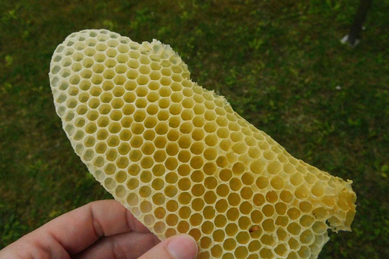 Weinhold präsentiert Bienenwabe.
