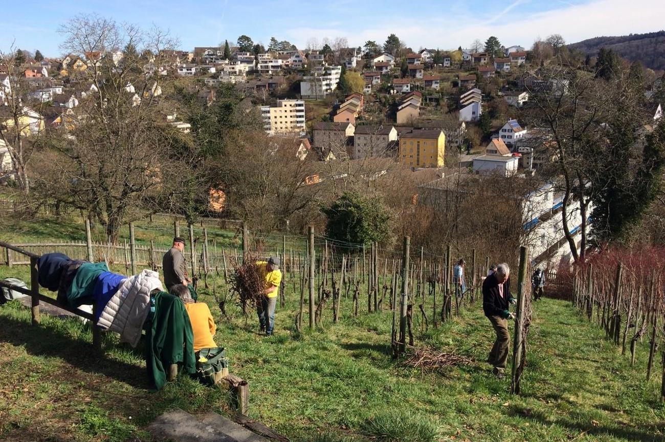 Freiwillige schneiden die Reben.