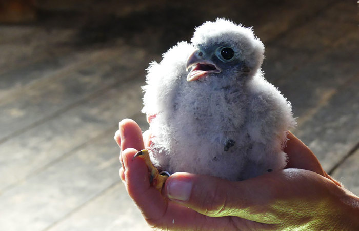 Die tierischen YouTube-Stars aus Romanshorn