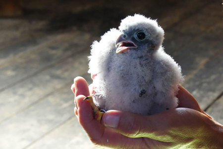 Die tierischen YouTube-Stars aus Romanshorn