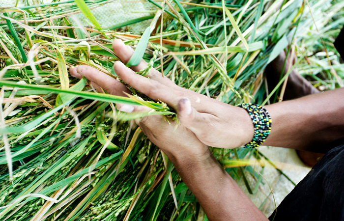 Ökumenische Kampagne macht Saatgut zum Thema
