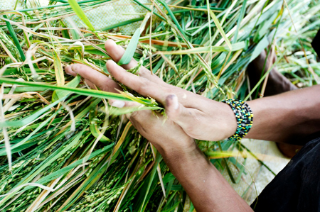 Ökumenische Kampagne macht Saatgut zum Thema