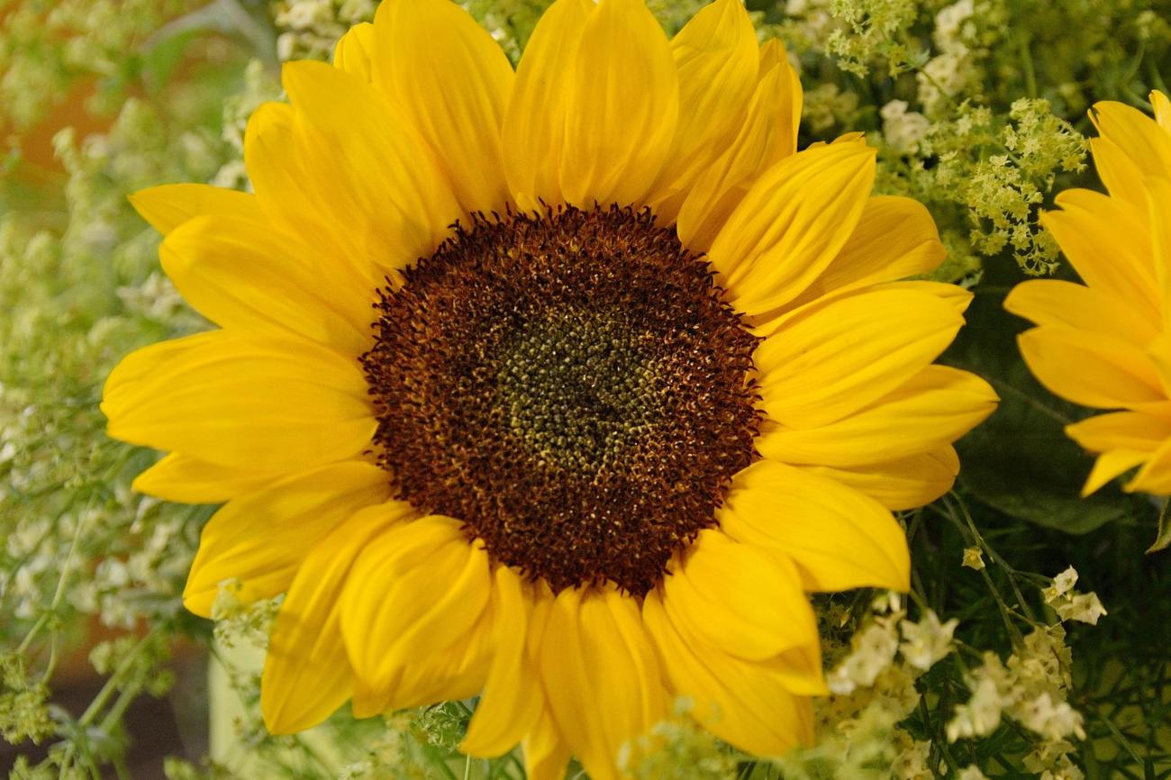 Die Stahlkraft der Sonnenblume wärmt das Herz und schenkt ein Lächeln. Das sonnige Gelb leuchtet, aber die Sonnenblume ist nicht aufdringlich. Sie ist ein Abbild der Sonne, die für alle scheint, "für die Guten und die Bösen".
Foto: Pfarrer René Hausheer-Kaufmann.