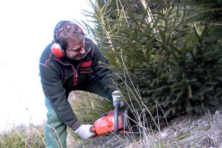 Warum die Tannenbäume heuer spät geerntet wurden