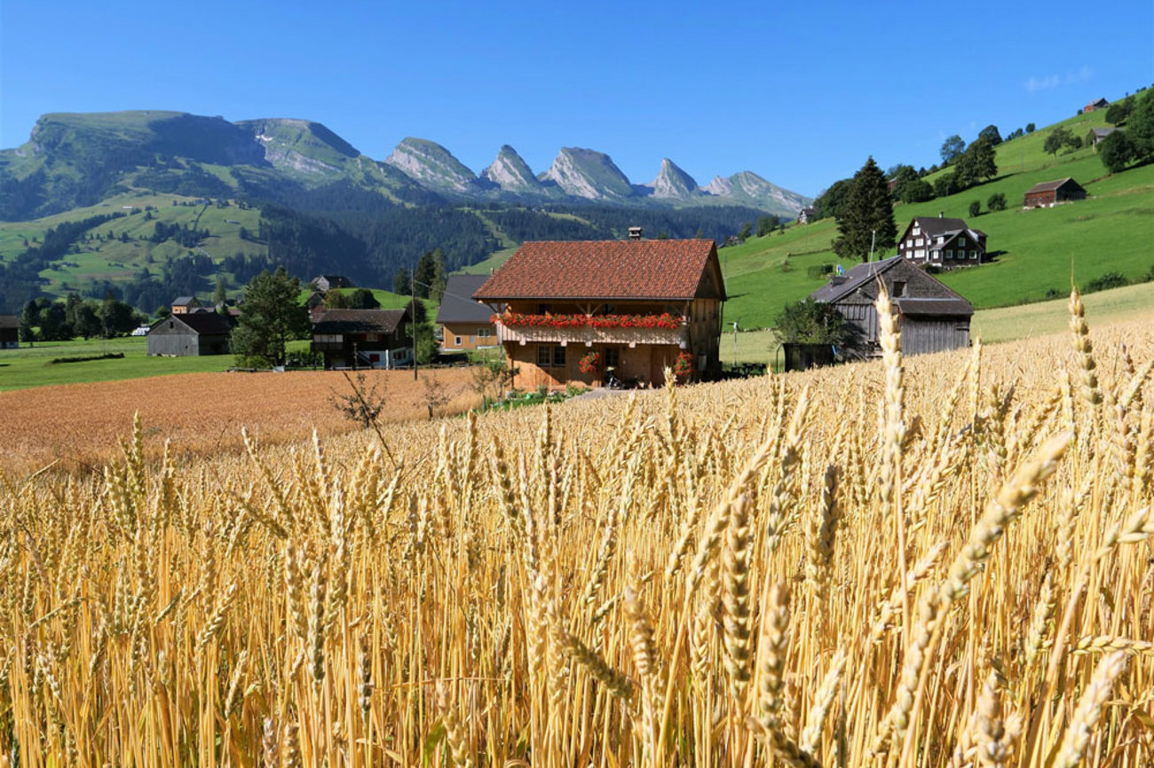 Dass das Getreide in steilen Toggenburger Höhenlagen prächtig wächst, ist der sorgfältigen Saatgutpflege des Vereins Alpsteinkorn zu verdanken. Foto: zvg