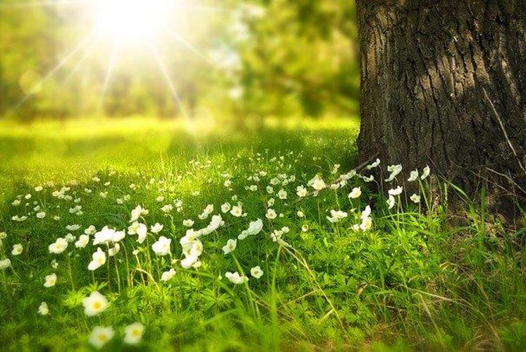 Ausmalbild «Frühlingswiese»