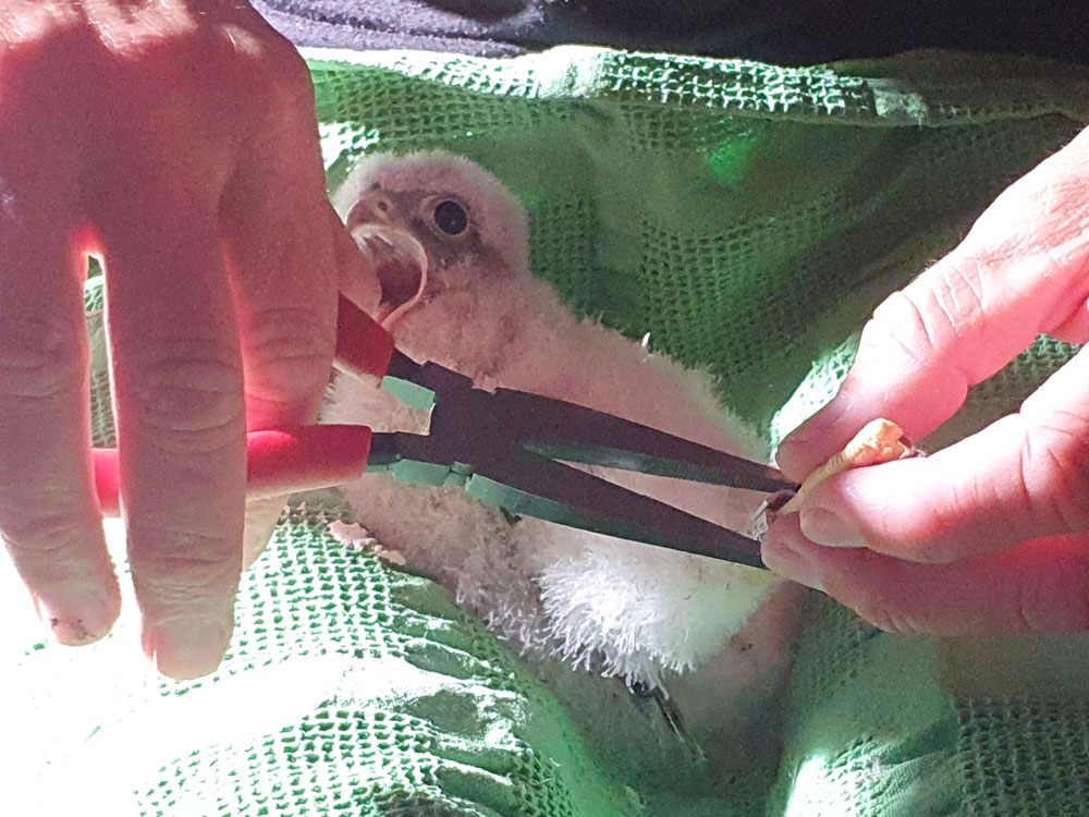 Zudem werden die Jungen beringt. Damit lassen sich später Zugrouten und Todesursachen der Vögel nachverfolgen. | Foto: zvg