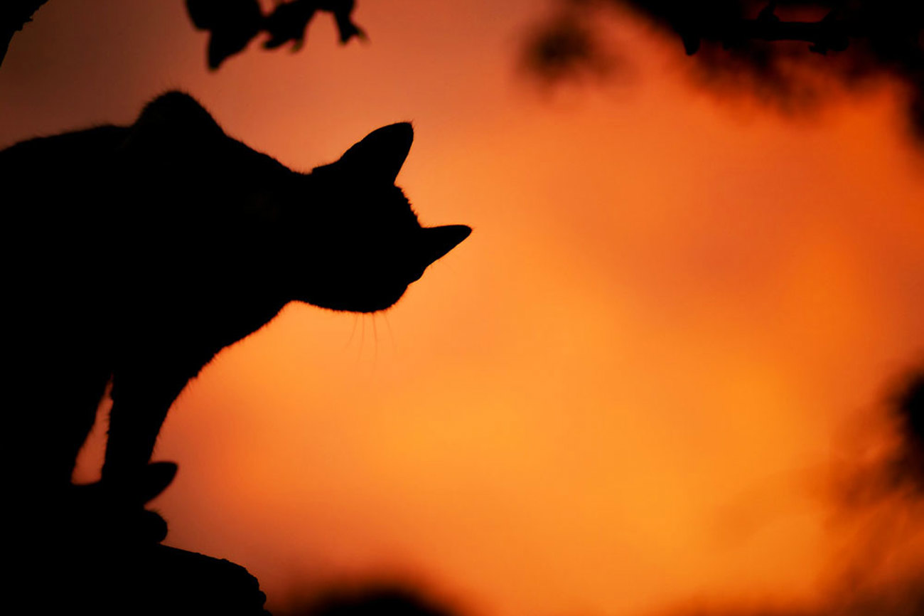 Halloween erfülle ein Bedürfnis nach Inszenierung des Dunklen, kontrollierter Angst, Grenzerfahrung, sagt der Theologe Stephan Jütte. | Foto: Sašo Tušar/unsplash.com