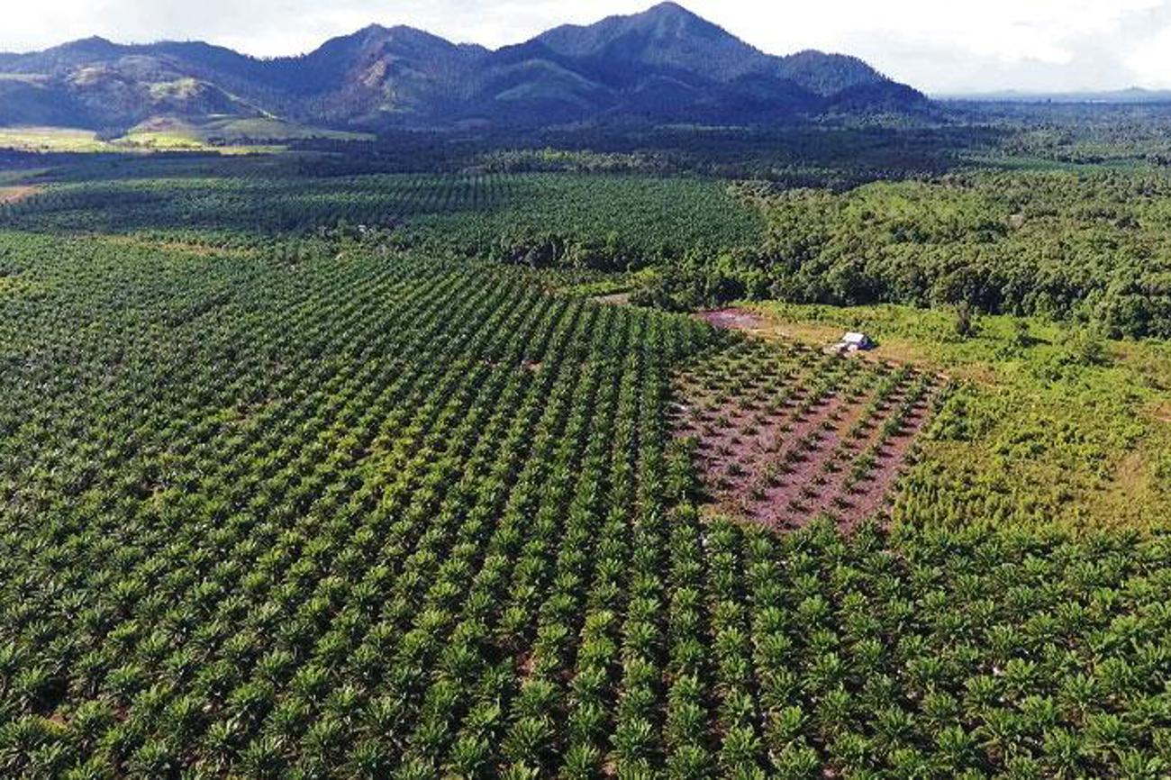 Das Haus von Pak Aby Lei im Südwesten von Kalimantan, Indonesien, ist von Palmölplantagen umgeben.| Brot für alle / François de Sury