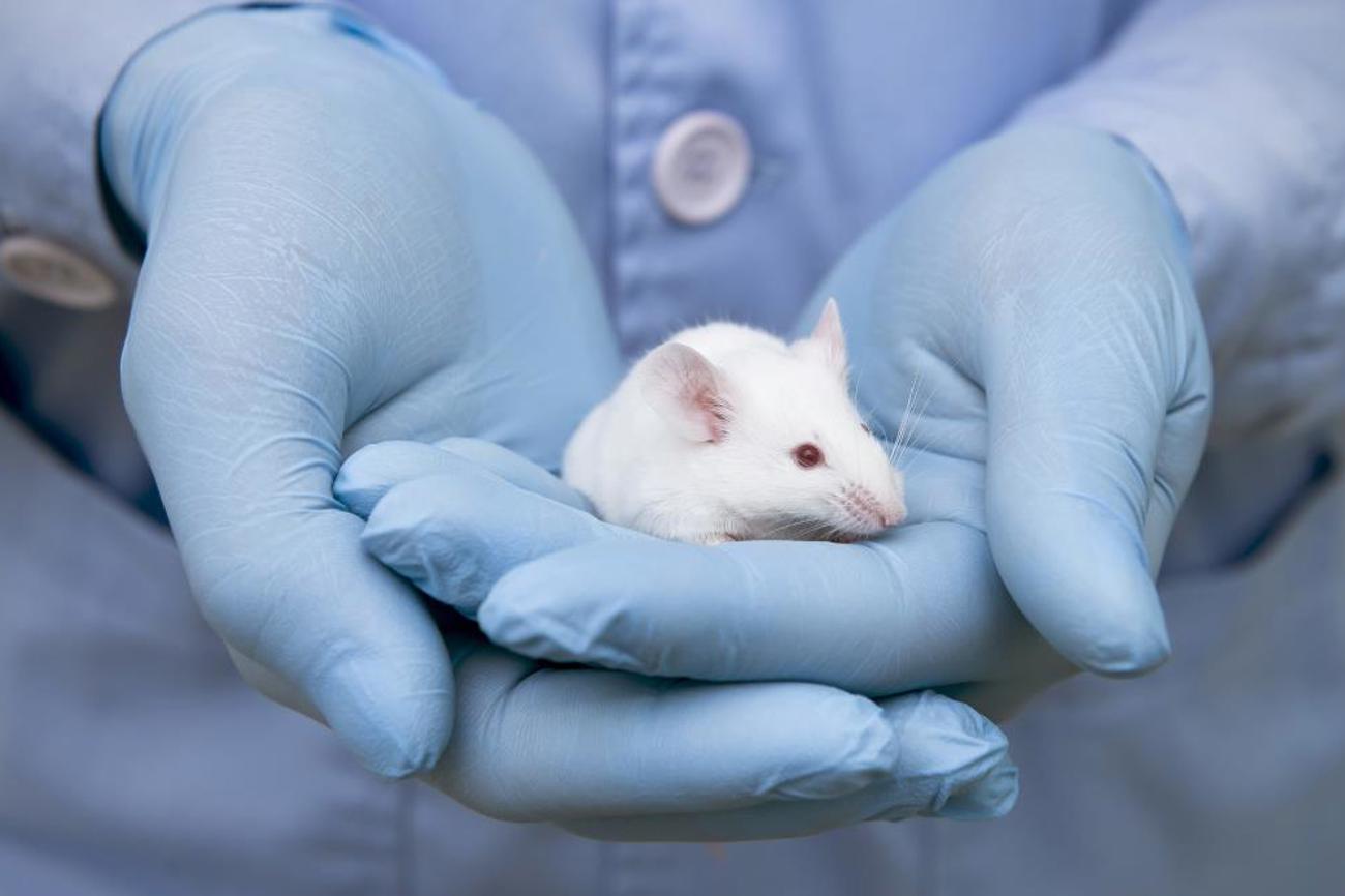 Wir wären auch rechtlich und moralisch verpflichtet, zuerst das ertrinkende Kind zu retten und uns danach um den Hund zu kümmern, sagt der Theologie-Professor Mathias Wirth in einem Vergleich zu Tierversuchen. |shutterstock.com/unoL