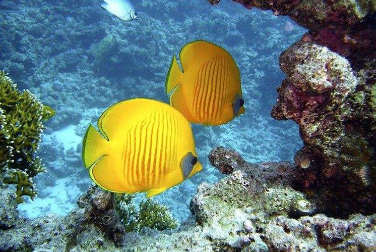 Finde die 10 Unterschiede!