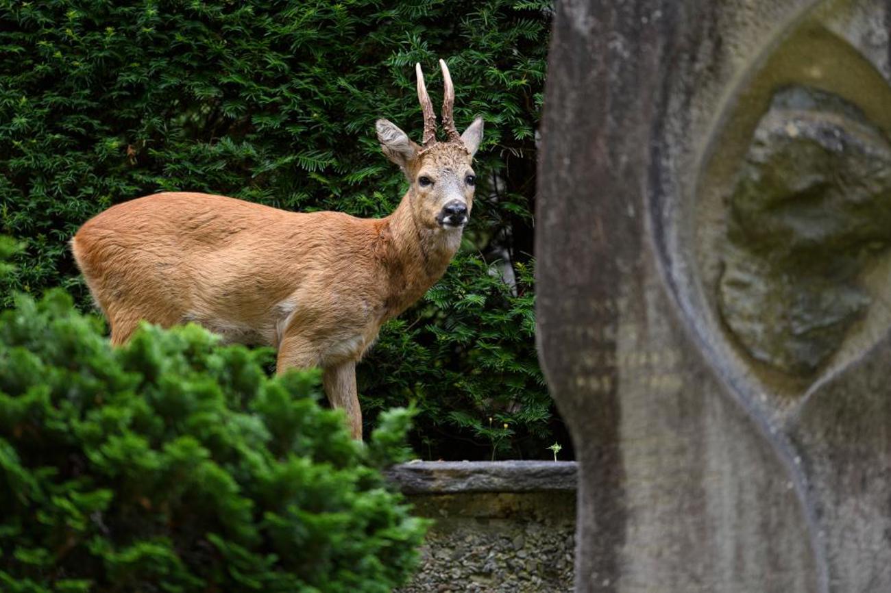 Für die Tiere ist der Friedhof ein Schlaraffenland. | Dominik Plüss