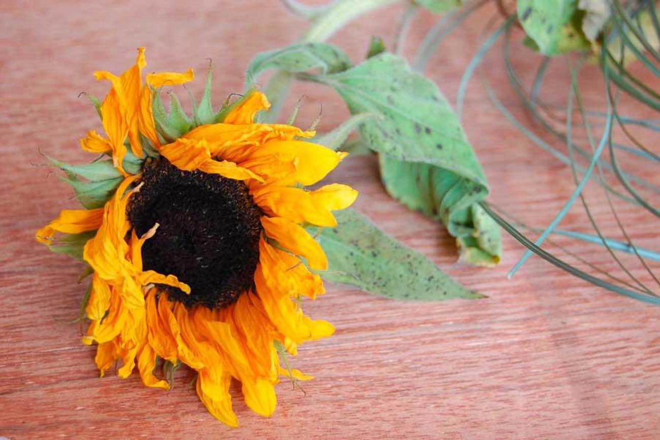 Die höchste Scheidungsrate verzeichnen langjährige ­Beziehungen. Was sind die Gründe?