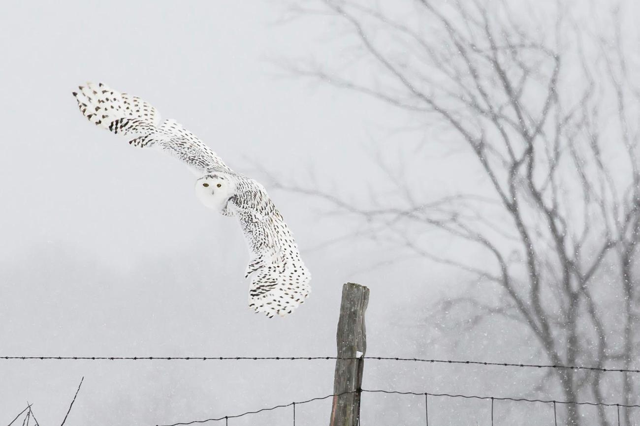 Die Eule als Vogel der Weisheit wird oft auch mit dem nahenden Tod in Verbindung gebracht. (Bild: AdobeStock)