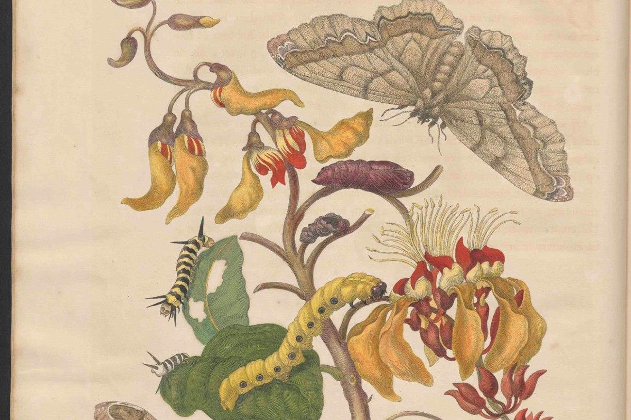 Maria Sibylla Merian (1647–1717) beobachtete Insekten in der Natur und zeichnete sie als lebendige Wesen. | Wikimedia Commons