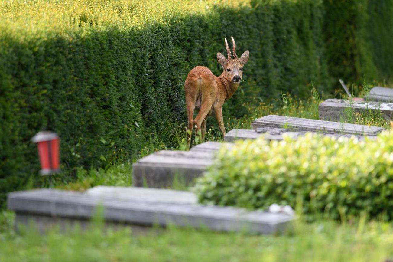 Ungeniert bewegen sich die Rehe auf dem Friedhof Hörnli zwischen den Gräbern. | Dominik Plüss