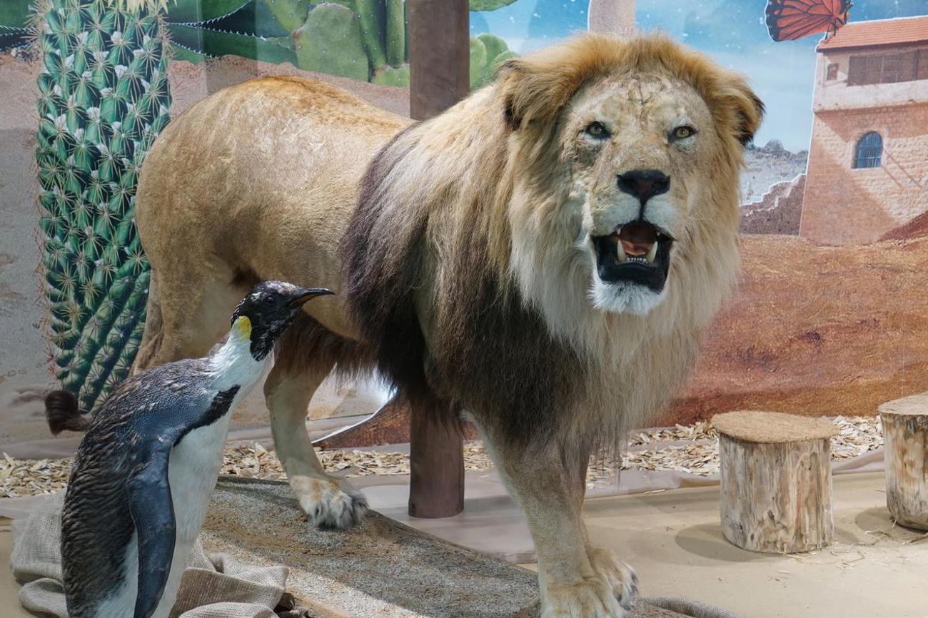 Neben der Krippe fletscht ein Löwe die Zähne. | Stefan Degen