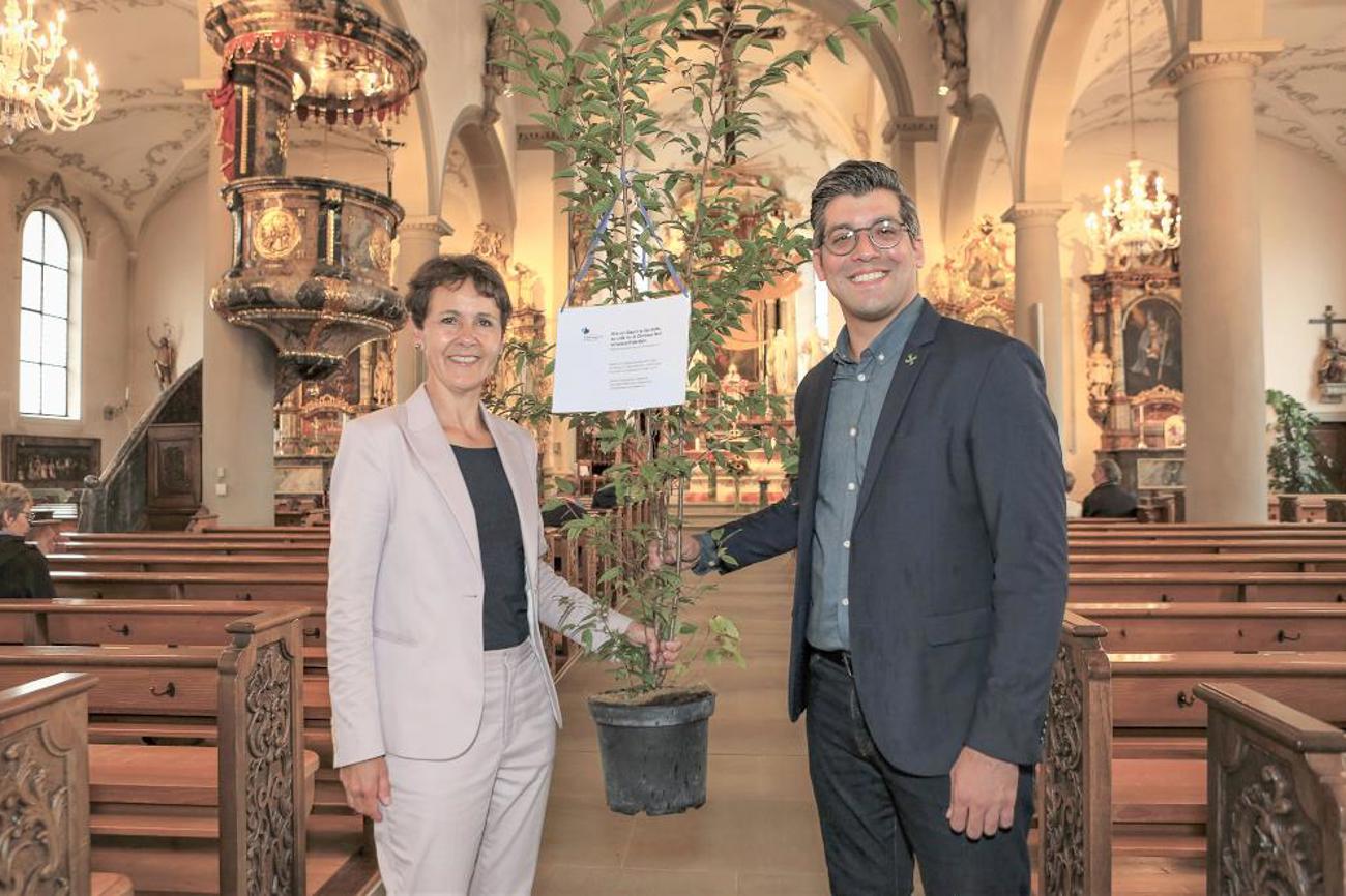 Eine Hopfenbuche für Sursee. | Cruz