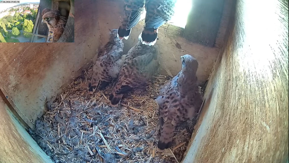 Mit vier Wochen starten die Jungtiere ihre ersten Flugversuche und wagen die ersten Ausflüge. Nach ein paar Tagen verlassen sie dann das Nest endgültig. | Foto: zvg