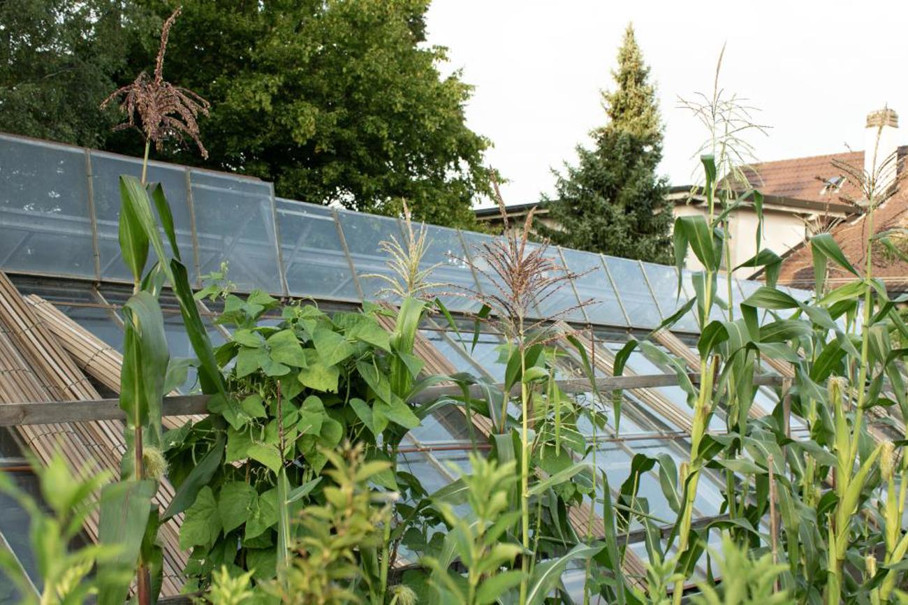 Zwei der drei Schwestern: Bohenen und Mais ergänzen sich gut, weiter unten sorgen die Blätter der Kürbispflanze für ausreichend Feuchtigkeit.