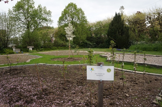 In Romanshorn entsteht ein Bibelgarten. Der Apfelbaum bildet das Zentrum von vier Beeten. (Bild: Inka Grabowsky)